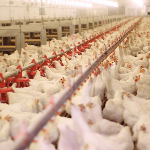 Meat and Poultry